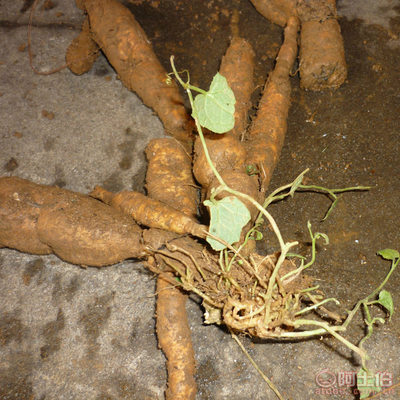 正宗福建红参果 中草药种植的瑰宝与批发指南