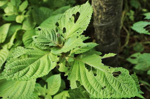 高价高效益药材 种植户为何说“不”？