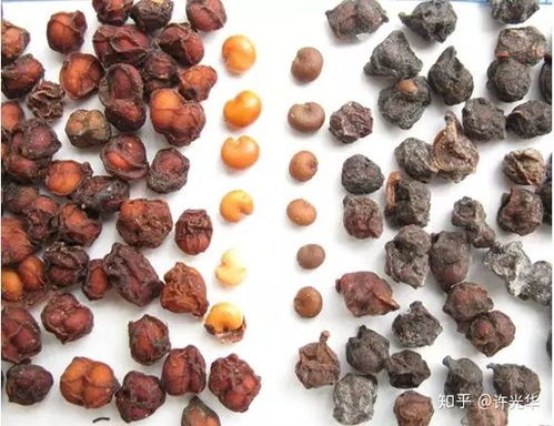 专家解读 常见药材选购与使用中的典型问题