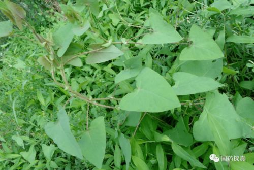 冷背偏药材图汇3